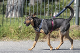 MORSO DOG HAREN H-HER Recycled Power Flow Black - afbeelding 4