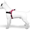 MORSO NORWEGIAN DOG plus dur recyclé bulle leo rose