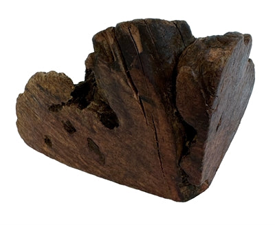 Chog Woodzzz mâcher la racine avec de l'huile d'olive