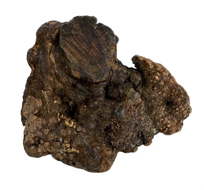 Chog Woodzzz mâcher la racine avec de l'huile d'olive