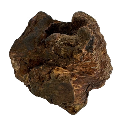 Chog Woodzzz mâcher la racine avec de l'huile d'olive