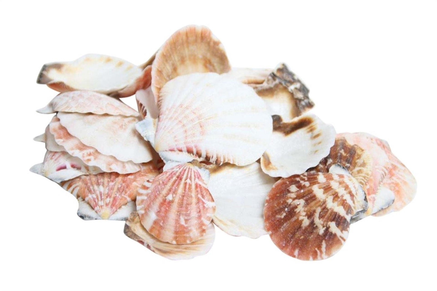 Hbx coquillages vivants naturels pecten vexillum 500gr