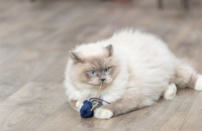 Trixie Marine Animals Plux avec des assortis de catnip