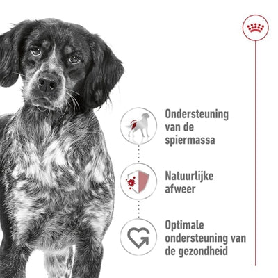 Royal Canin canin moyen adulte