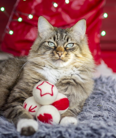Boules de laine Cupid Comet