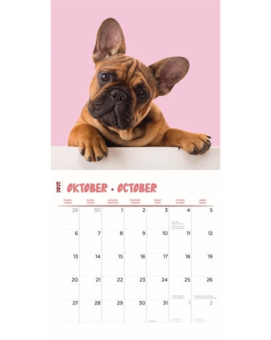 Calendar Frenchies Studio 2025