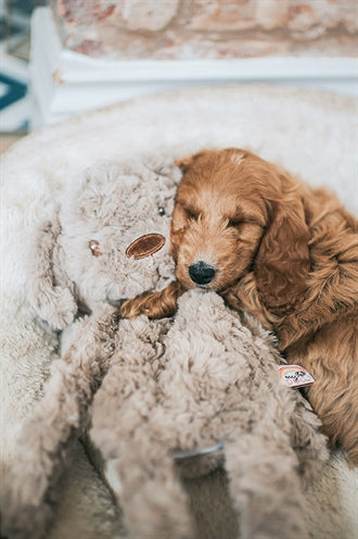Mon chien mon chien en peluche brun