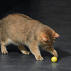 Eti jouet dynamique chat assorti