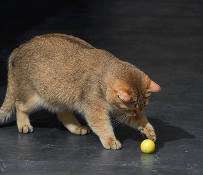 Eti jouet dynamique chat assorti