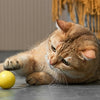 Eti jouet dynamique chat assorti