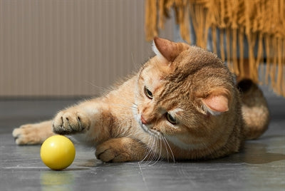Eti jouet dynamique chat assorti