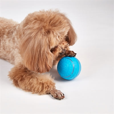 Fofos Roll Ball Rechargeable pour les chiens