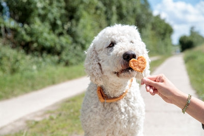 Trixie Premio Lolly avec du poulet et du riz