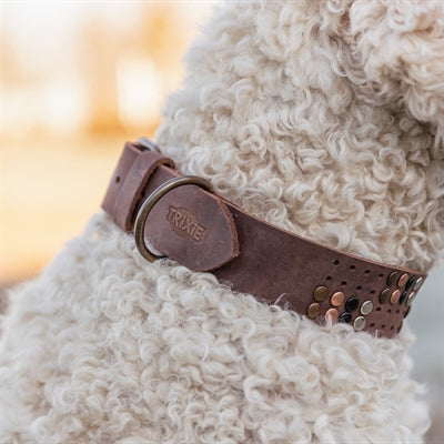 Trixie Collar Dog Rivet Rustic Fat Le cuir brun foncé