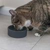 Trixie Food Bowl Kat Ceramic Assorti