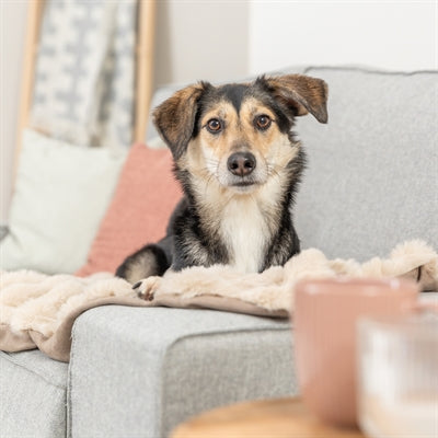 Trixie couverture pour chien elli gris foncé