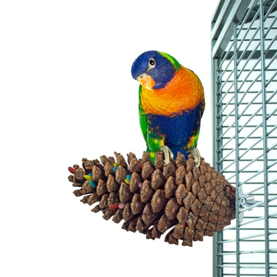 Retour zoo nature en quête de pomme de pin