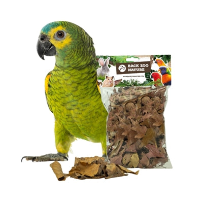 Retour zoo nature découverte feuilles