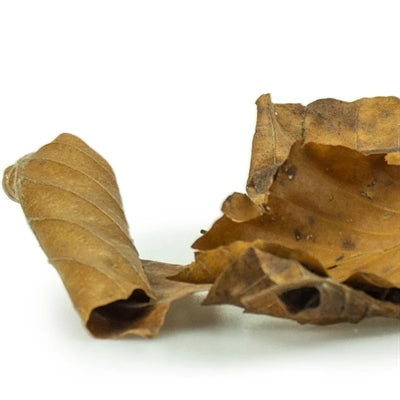 Retour zoo nature découverte feuilles