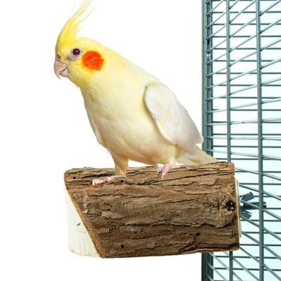 Retour zoo nature tranche de bois perche