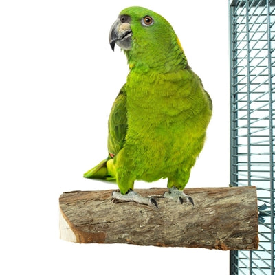 Retour zoo nature tranche de bois perche