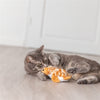 Peluche tortue battante Trixie