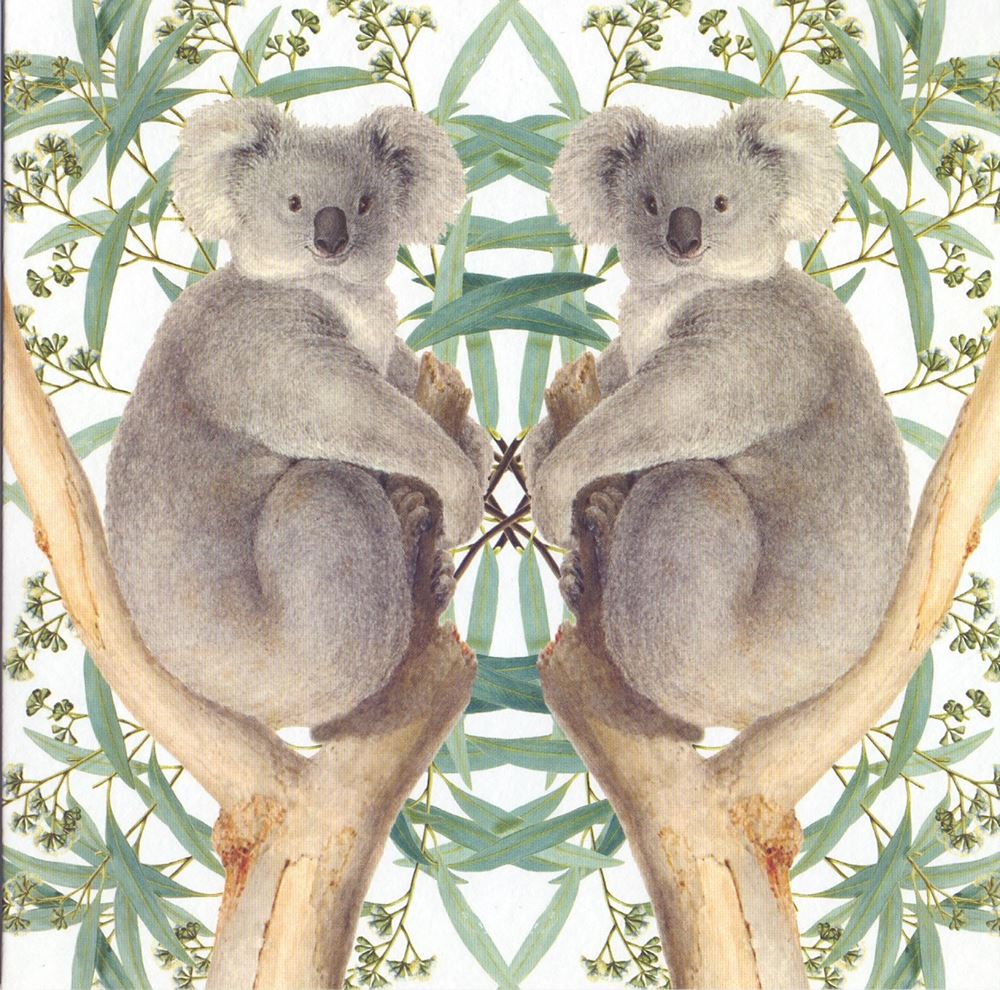 Carte+enveloppe ours koala. 16x16cm