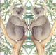 Carte+enveloppe ours koala. 16x16cm