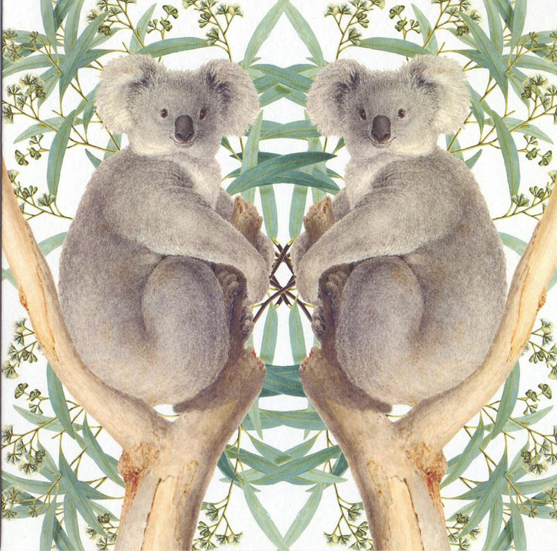 Carte+enveloppe ours koala. 16x16cm