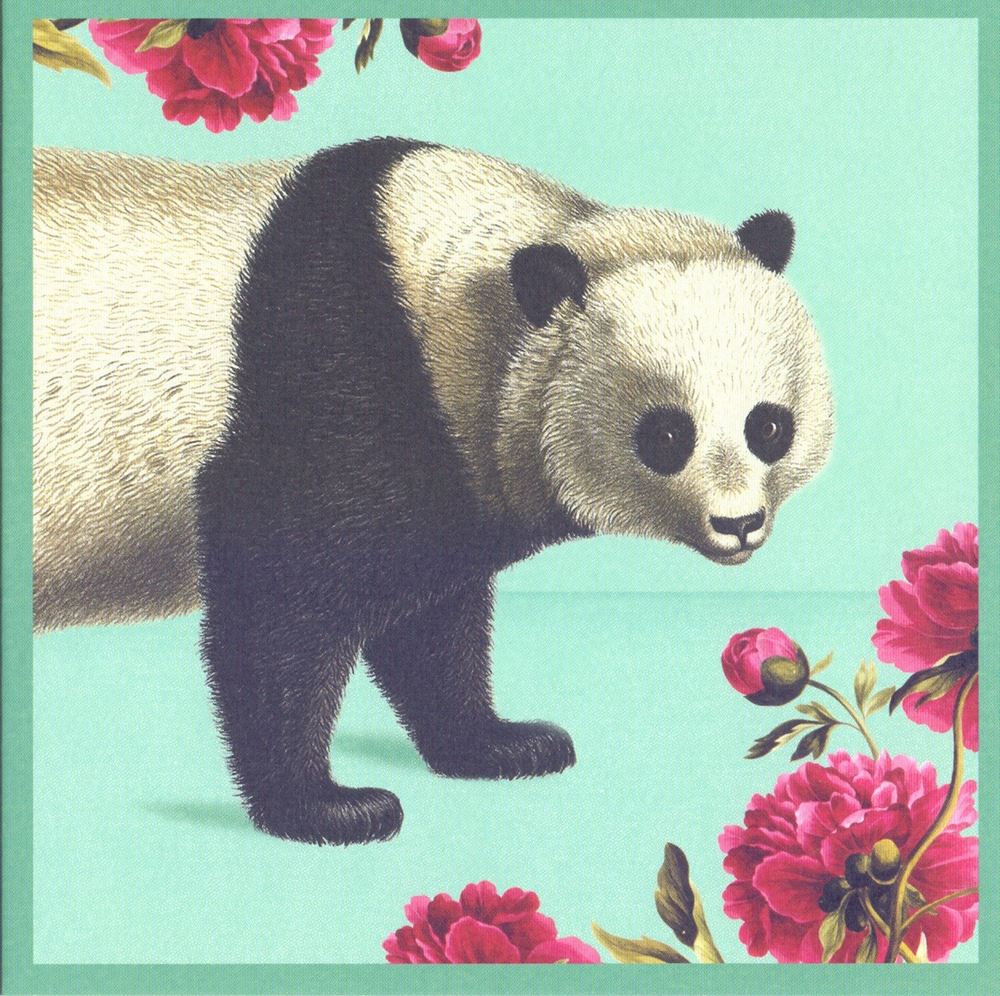 Carte + enveloppe panda ours. 16x16cm