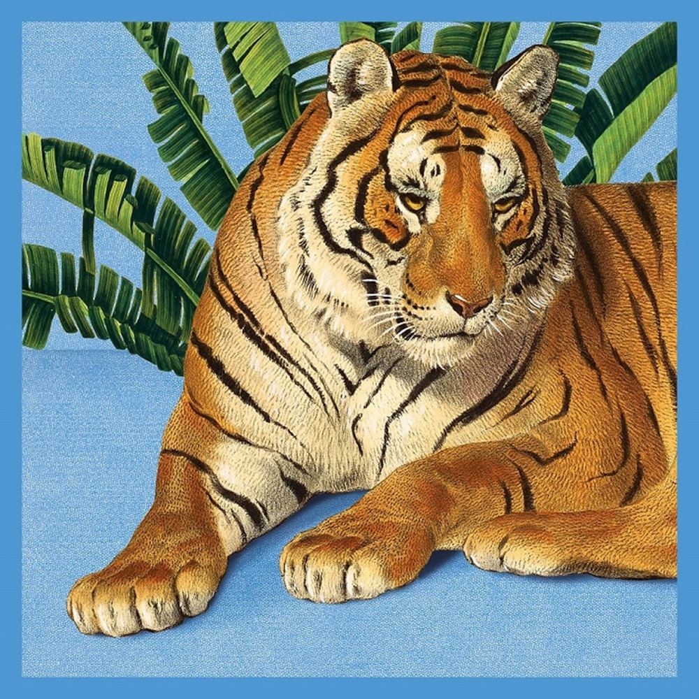 Carte+enveloppe tigre. 16x16cm