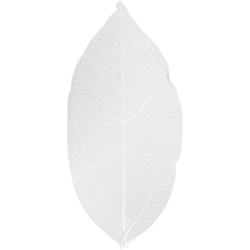 Feuilles squelettes Creativ company, l: 6-8 cm, blanches, 20 pièces 1 boîte