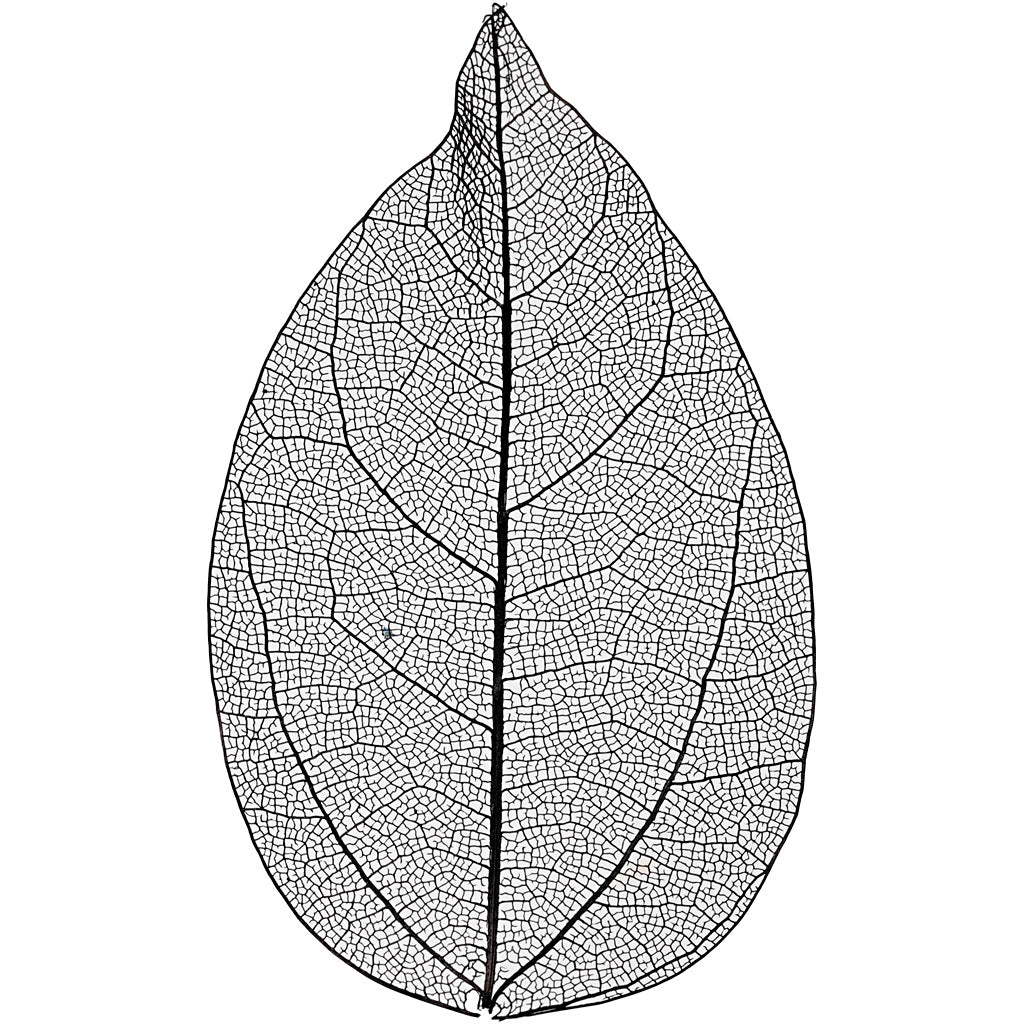 Feuilles squelettes Creativ company, l: 6-8 cm, noires, 20 pièces 1 boîte