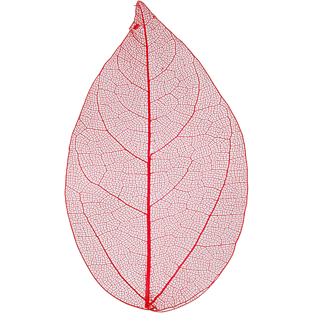Feuilles squelettes Creativ company, l: 6-8 cm, rouge, 20 pièces 1 boîte