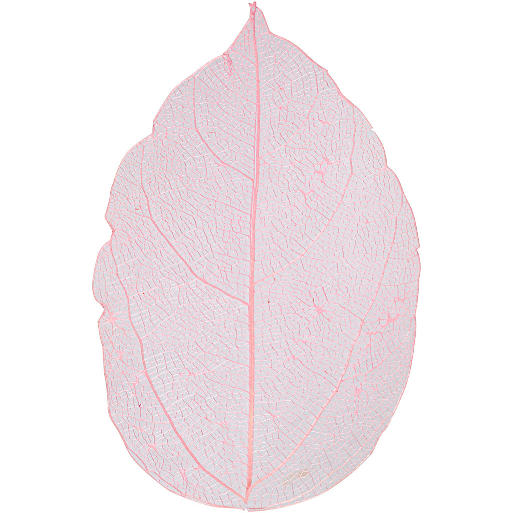 Feuilles squelettes Creativ company, l: 6-8 cm, rouge clair, 20 pièces 1 boîte