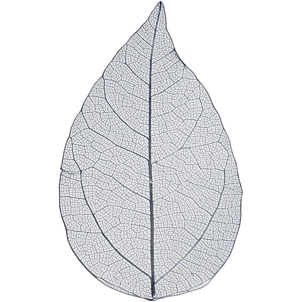 Feuilles squelettes Creativ company, l: 6-8 cm, bleues, 20 pièces 1 boîte