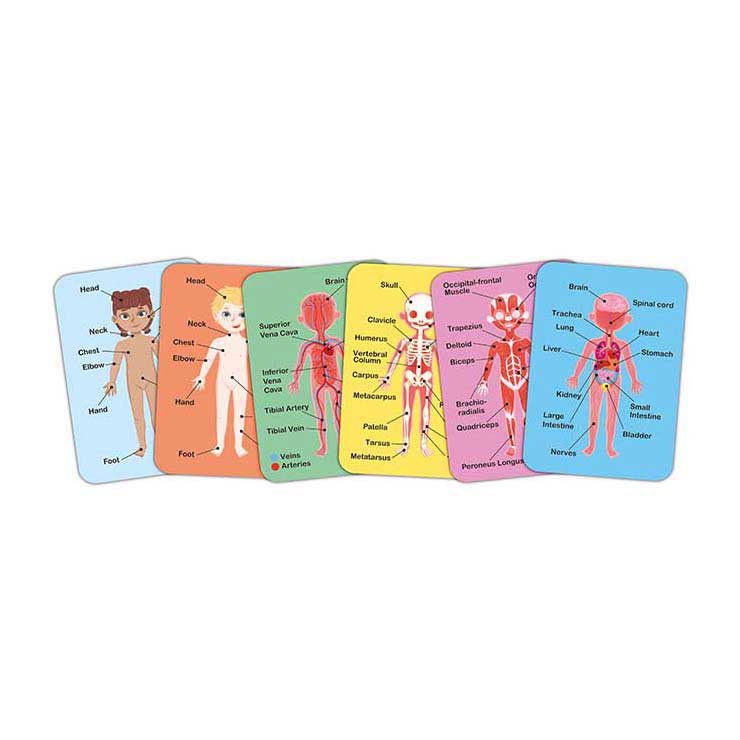Puzzle magnétique Hape corps humain - 63 pièces.