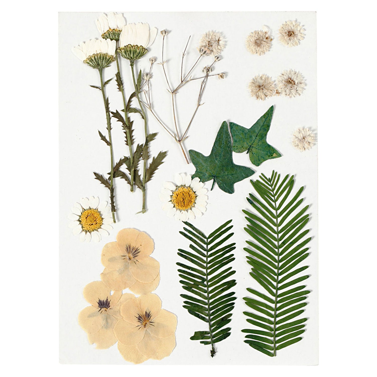 Fleurs séchées et feuilles blanches, 19dlg.