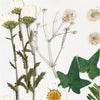 Fleurs séchées et feuilles blanches, 19dlg.