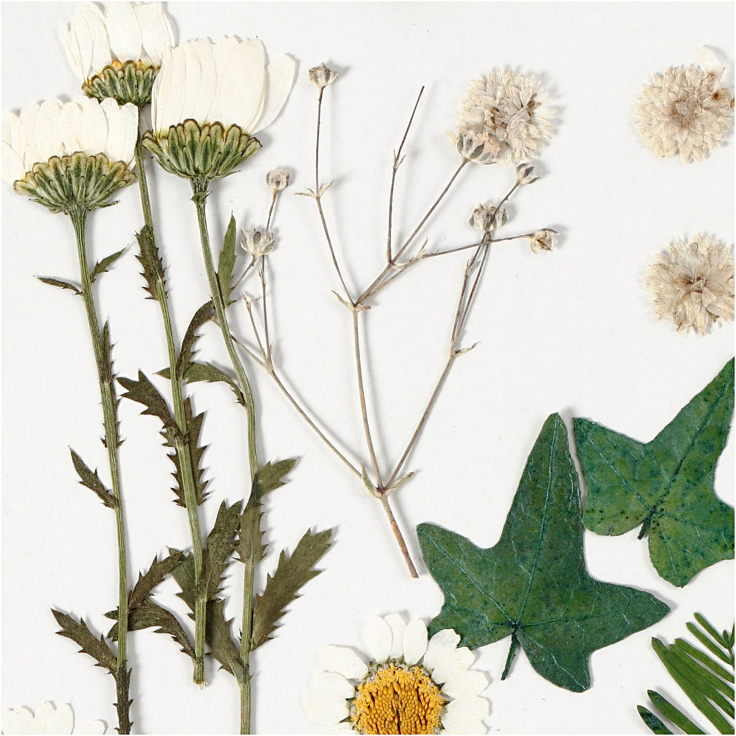 Fleurs séchées et feuilles blanches, 19dlg.