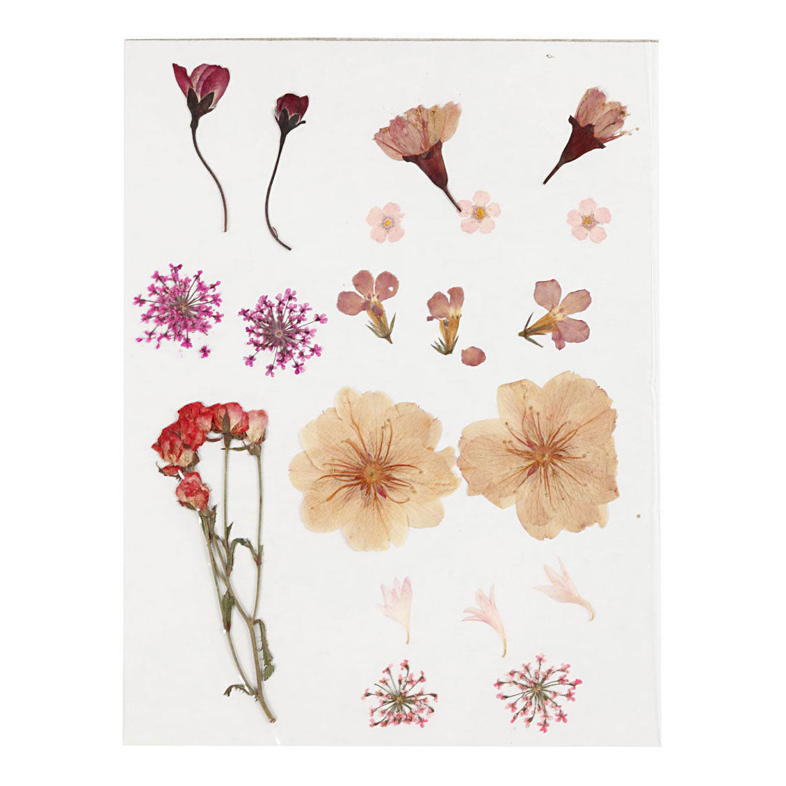 Creativ Company fleurs séchées et laisse du rose clair