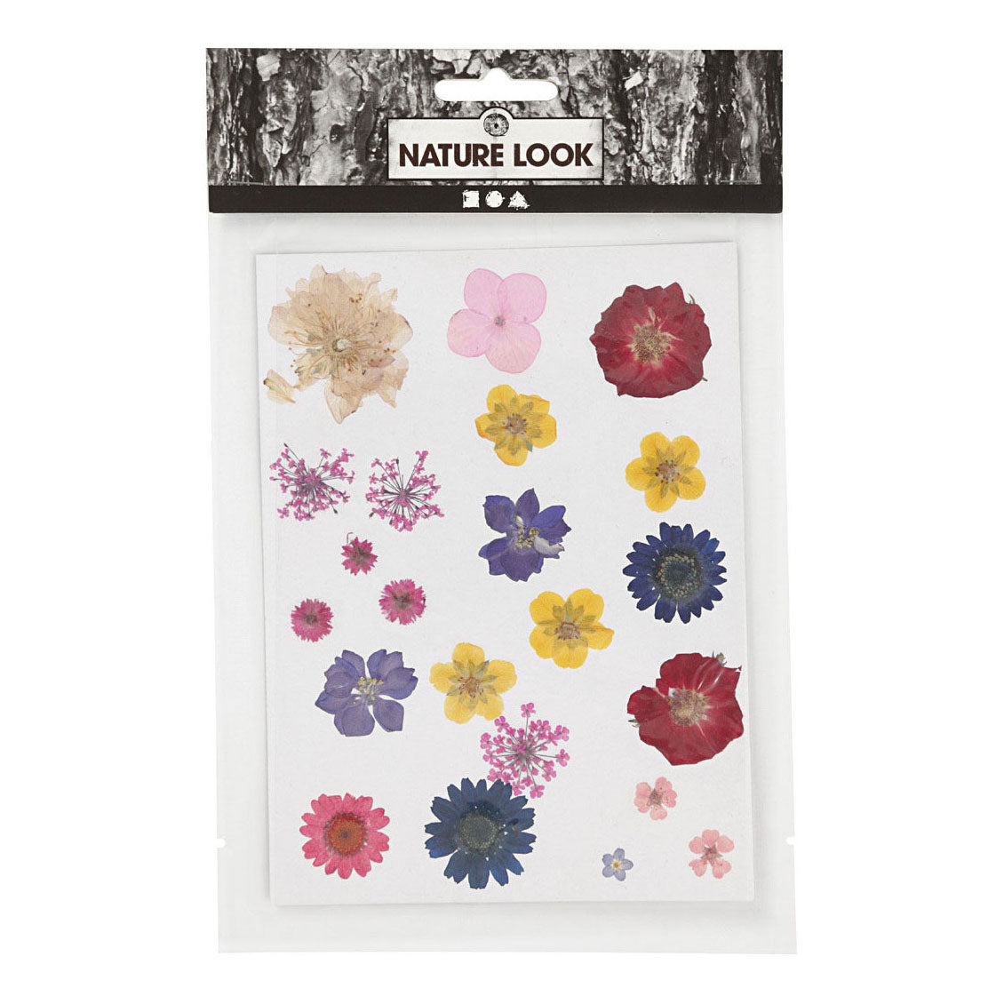 Creativ Company séchées et feuilles couleurs