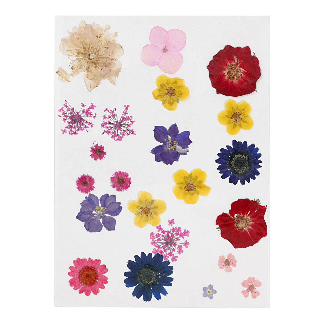 Creativ Company séchées et feuilles couleurs
