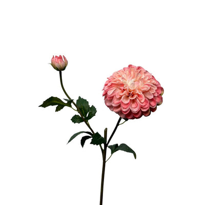 Roberts collection fleur artificielle dahlia spray 74cm perle