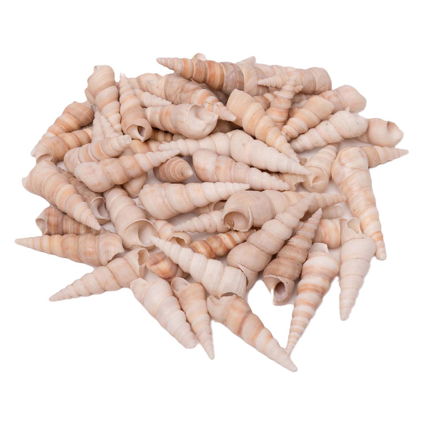 Colorations - Coquilles de mer Turritella, 550g