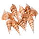 Colorations - Sea Shells Tibia, 400g