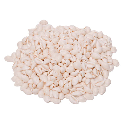 Colorations - Shells de mer Kauri, 300g