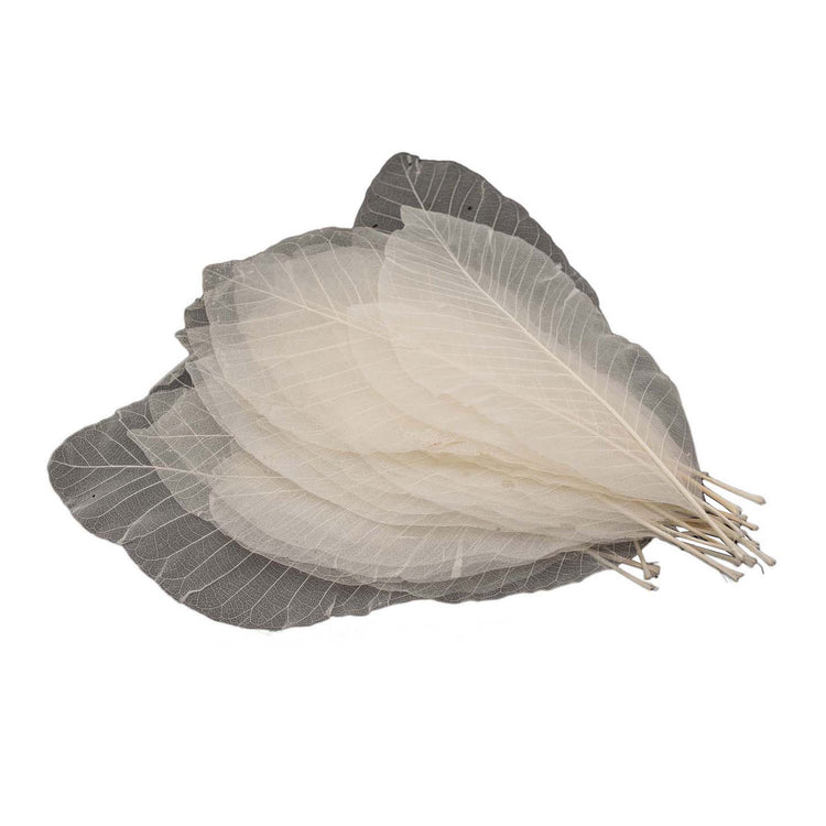 Squelettes à feuilles longues, 24e.