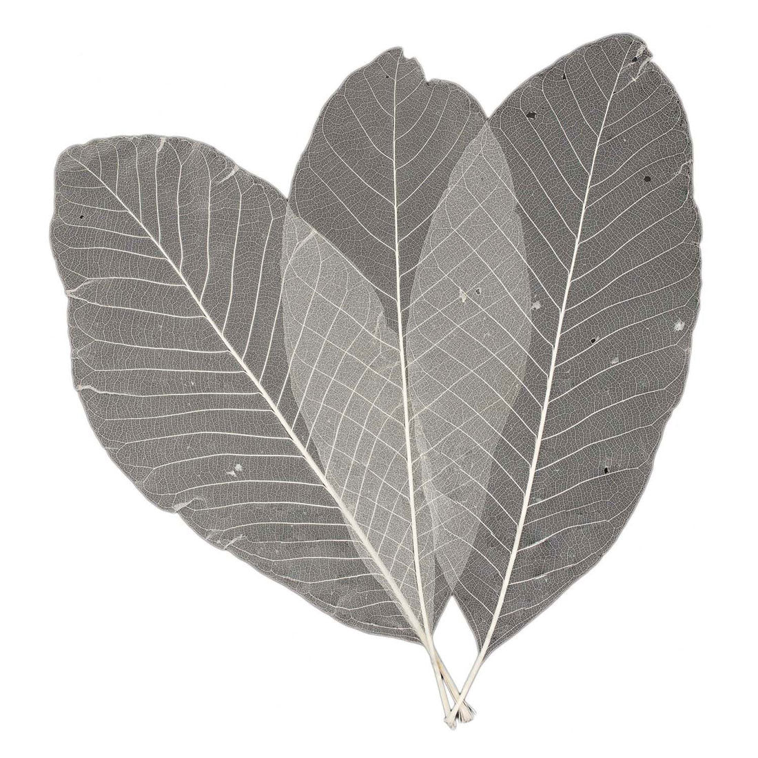 Squelettes à feuilles longues, 24e.