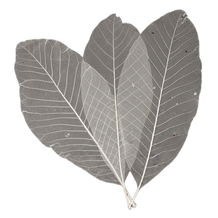 Squelettes à feuilles longues, 24e.